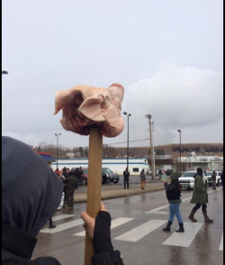 Pig head authorities report anti dapl activists carried into bismarck on thanksgiving day - photo provided by morton county sheriffs department