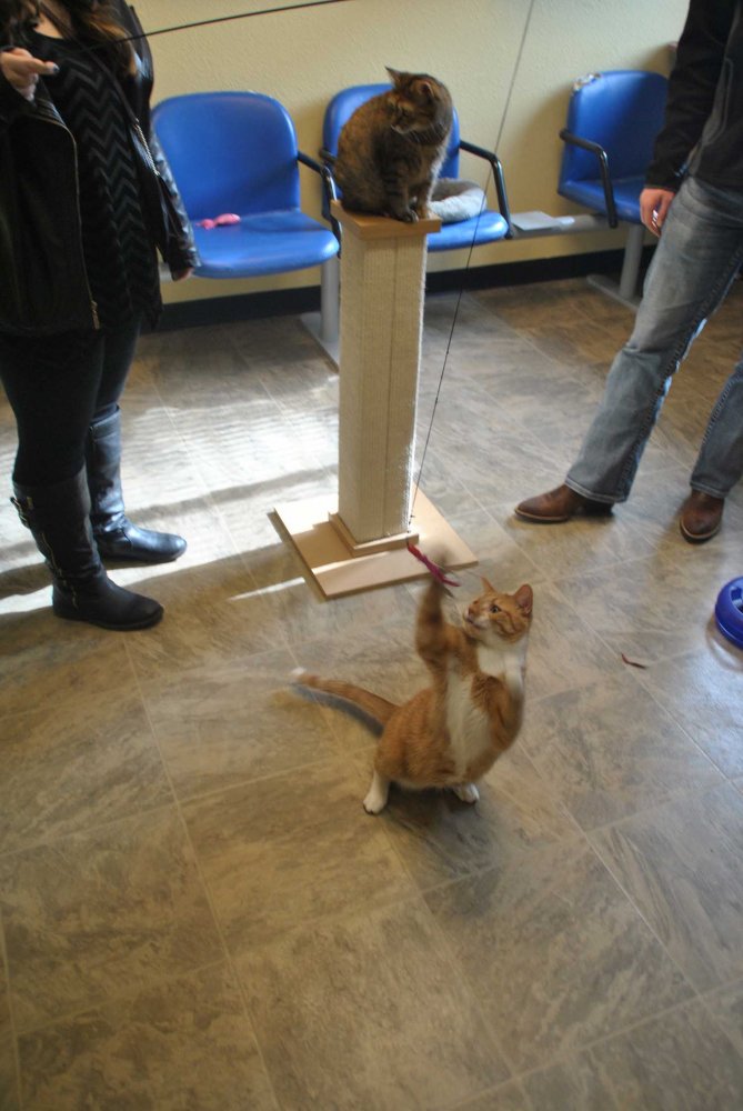 Of Pets And Politics High Plains Reader Fargo Nd