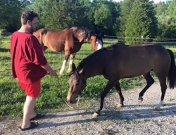 Charles Graham Clifton with horses in 2015 - photo provided by Joshua Franke-Hyland