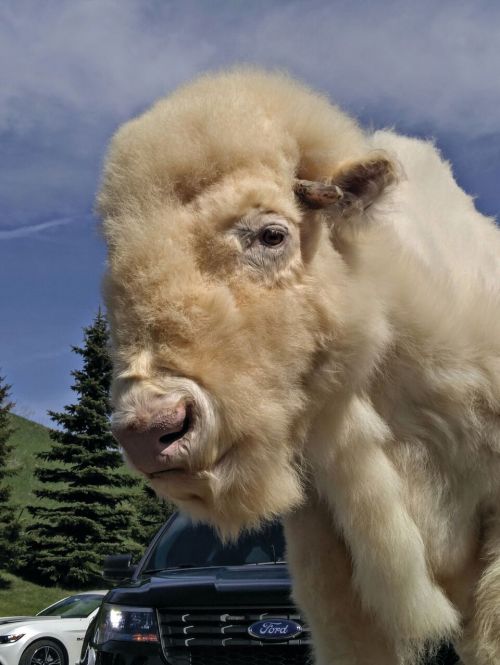 A white buffalo