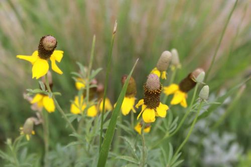 Buffalo River flowers