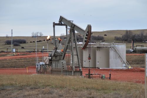 In the Bakken, cattle and oil live side by side - photograph by C.S. Hagen