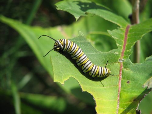 A monarch caterpillar 