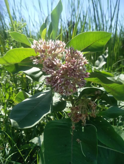 Milkweed