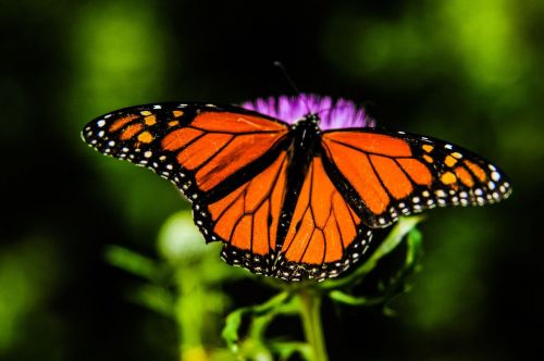 Monarch butterfly - by Sean Stratton