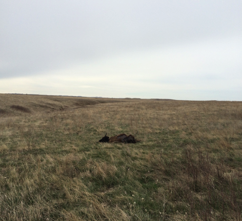 Dead buffalo from Rozol near Standing Rock - EPA