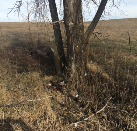 Dead eagle from Rozol near Standing Rock - EPA