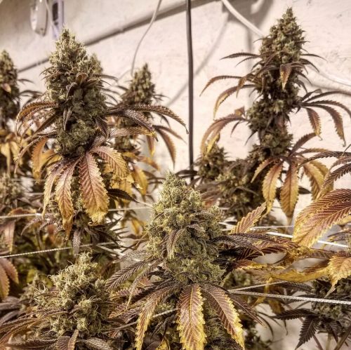 Marijuana plant - photograph provided Pud Buds