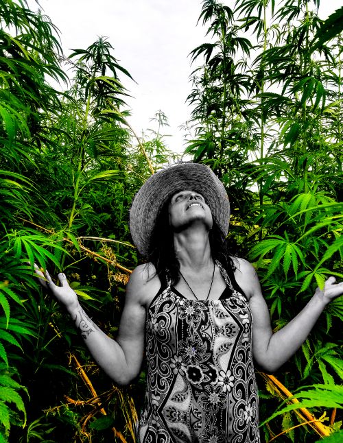 Winona LaDuke in her hemp field - photograph provided by winonashemp.com