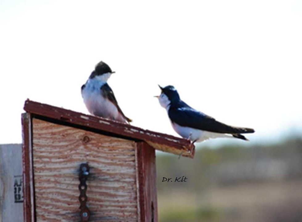 Bye Bye Birdie High Plains Reader Fargo Nd