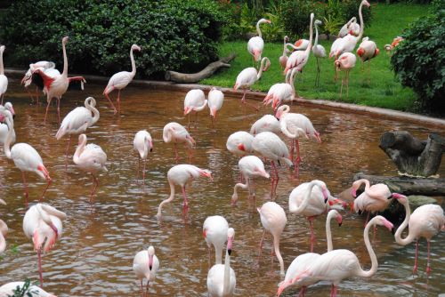 Animal species, fowl, fauna, and ecosystems face extinction as climate warms - flamingos in Hong Kong - photograph by C.S. Hagen