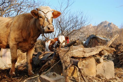 Livestock will face new diseases if global warming continues - Shandong, China - photograph by C.S. Hagen