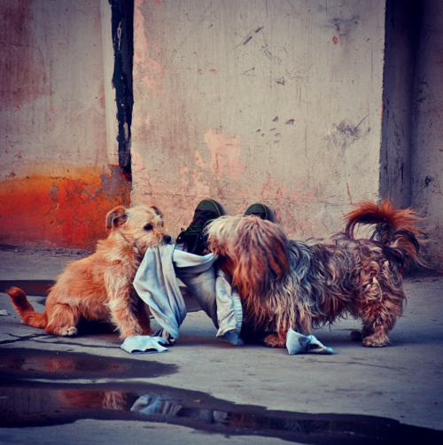 Two dogs fighting over long underwear - photograph by C.S. Hagen