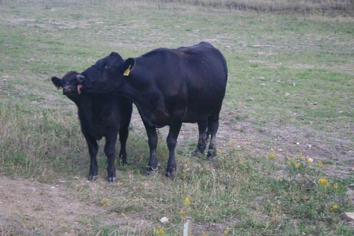 Crows Picking Over Prairie Burn On >> Animals Have Large Brains Too High Plains Reader Fargo Nd Crows Picking Over Prairie Burn On >> Animals Have Large Brains Too High Plains Reader Fargo Nd