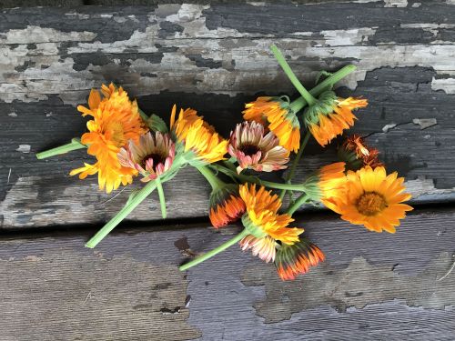 Calendula - photograph by Dana Thompson