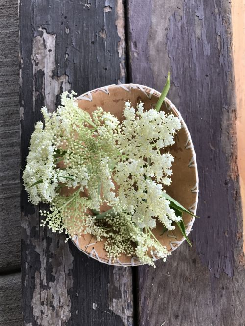 Elderberries - photograph by Dana Thompson