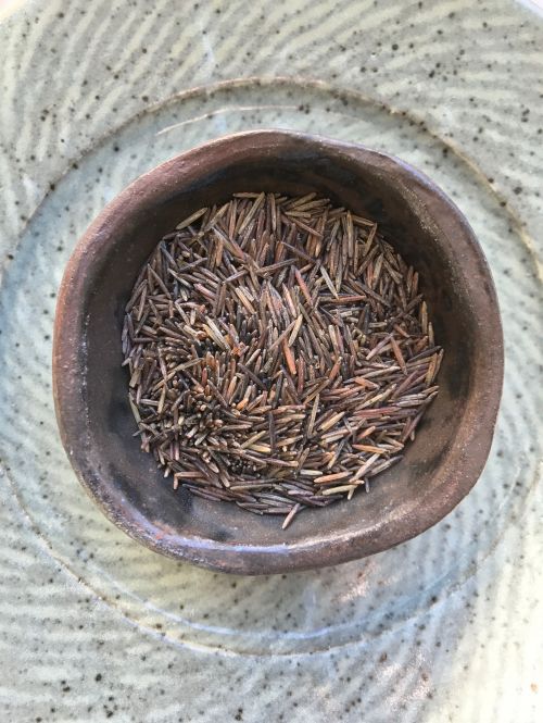 Hard harvested wild rice - photograph by Dana Thompson