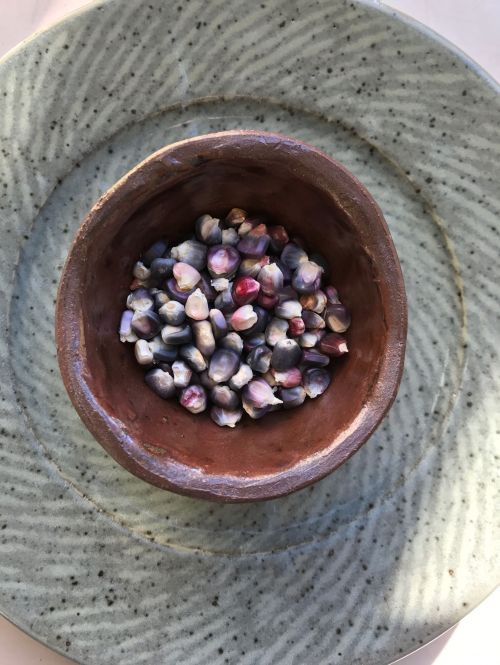 Indigenous blue corn - photograph by Dana Thompson