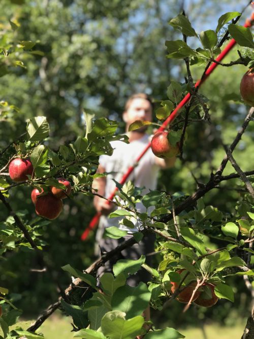 Picking apples - photograph provided by Wild TERRA