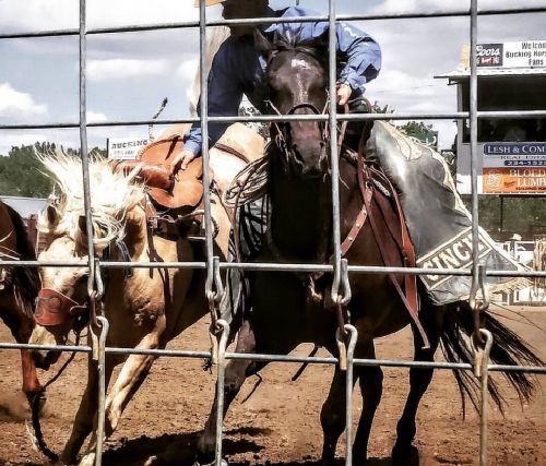 Miles City Bucking Horse Sale 2016 - photograph by Sabrina Hornung