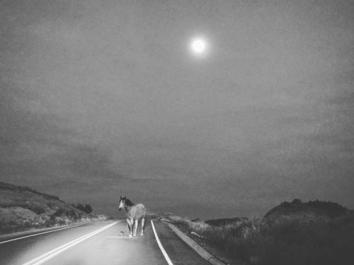 Wild horse by moonlight at Theodore Roosevelt National Park - photograph by Sabrina Hornung