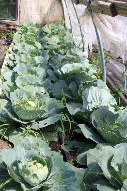 Cabbages part of the NDSU/Sioux County Extension - photograph by C.S. Hagen