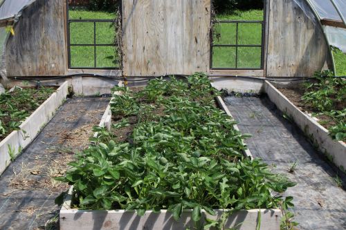 Strawberries in NDSU/Sioux County Extension - photograph by C.S. Hagen