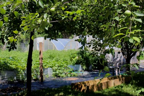 NDSU/Sioux County Extension garden with apples, peppers, cabbages, tomatoes, cucumbers, onions, and more in Fort Yates - photograph by C.S. Hagen