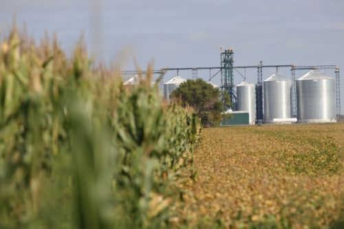 Corn next to soybeans in North Dakota with silos waiting - photograph by C.S. Hagen