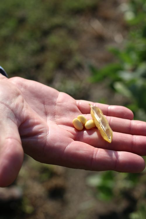 North Dakota Soybeans - photograph by C.S. Hagen