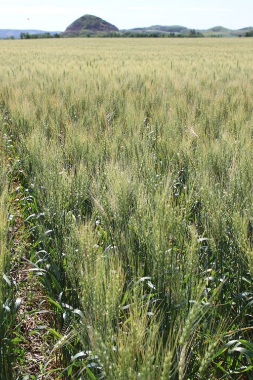 North Dakota wheat field - photograph by C.S. Hagen