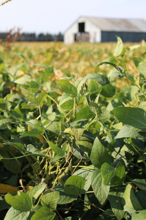 Soybean field in North Dakota - photograph by C.S. Hagen