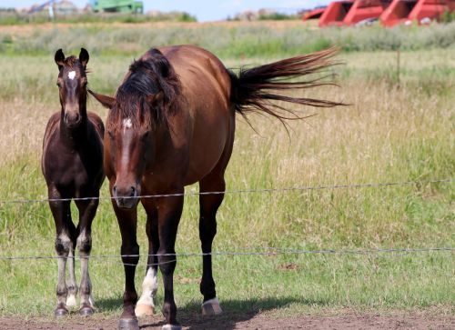 Napoleon horses - photograph by C.S. Hagen