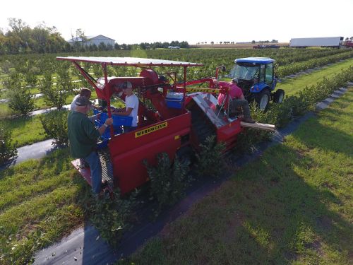 Aronia berry festival