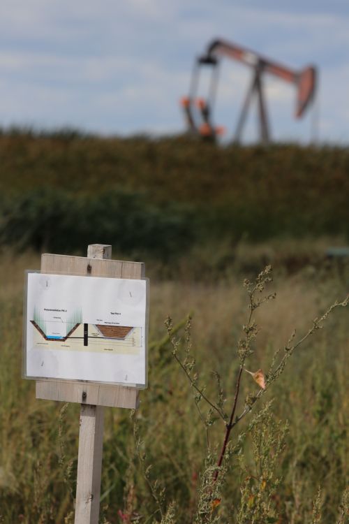 Areas in Renville field are being used to test different strains of salt resistant grasses, but so far with limited success - photograph by C.S. Hagen