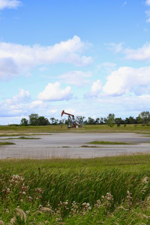 One of the massive salted areas in Renville field - photograph by C.S. Hagen