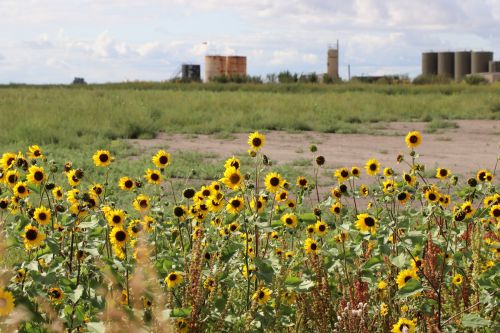 Flowers, salted land, and oil - photograph by C.S. Hagen