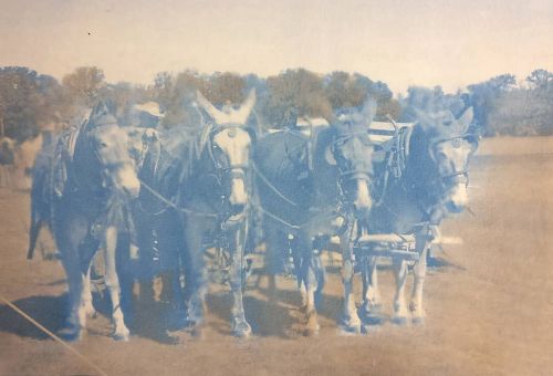 Cyanotype by Sabrina Hornung