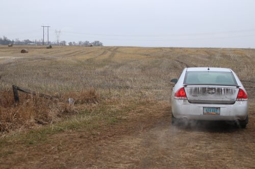 Mary Lou Hanson driving home across a canola field - photograph by C.S. Hagen