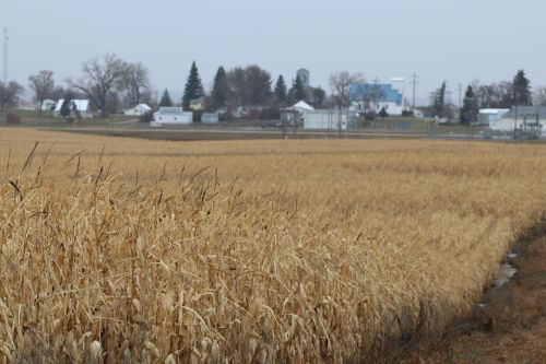 Uncut corn surrounds the town of Robinson in mid November - photograph by C.S. Hagen