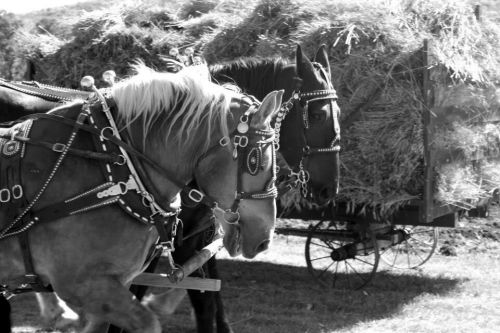 Christmas on the prairie - photograph provided by Jill Finkelson