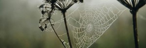 The web in the sky