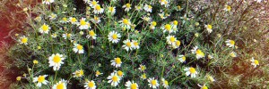 ​The enduring power of chamomile