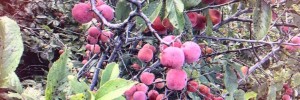 ​Fall Foraging Tour