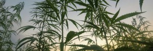 ​Hemp laws in the weeds