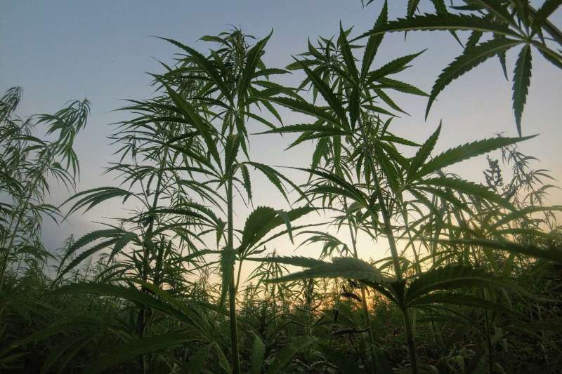 ​Hemp laws in the weeds
