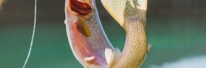 ​North Dakota Free Fishing Weekend