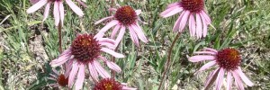 ​Homeopathy: magic, science, or super-listening power?