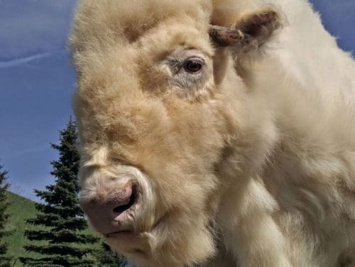 ​A different bison story