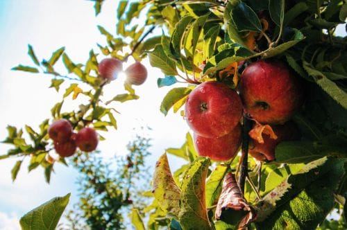 Cottonwood Cider House rules